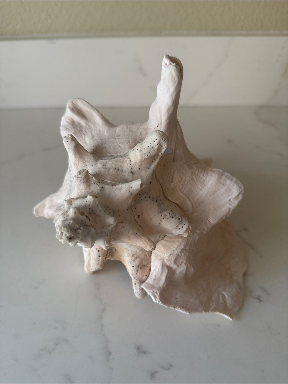 Conch Shell - Picture 3 of 6